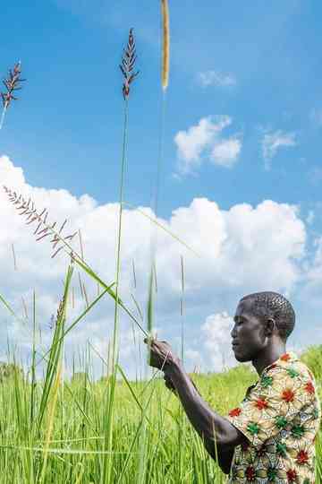 The Bitter Root Poster