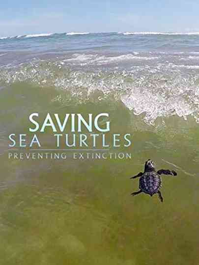 Saving Sea Turtles Preventing Extinction Poster