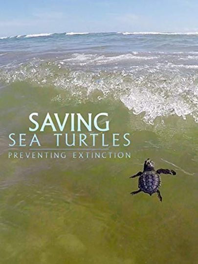 Saving Sea Turtles Preventing Extinction