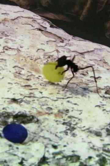 Quarta-Feira de Cinzas / Epilogue Poster