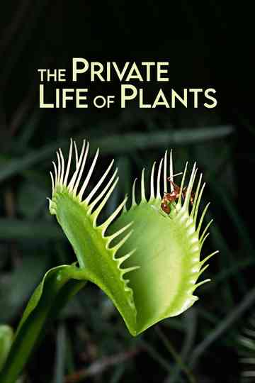 The Private Life of Plants poster