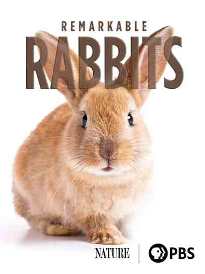 Remarkable Rabbits Poster