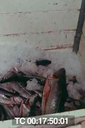 Le poisson commande... Poster