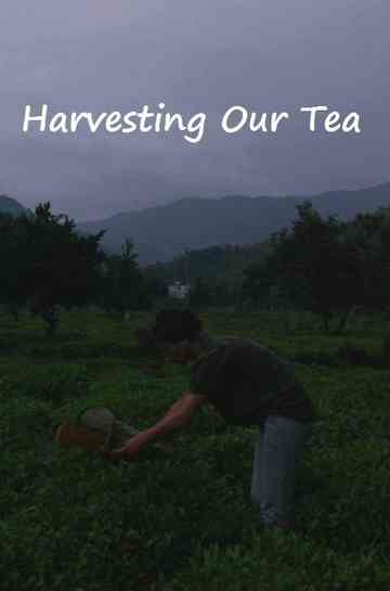 Harvesting Our Tea poster