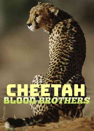 Cheetah Blood Brothers Poster