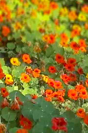 The Vernal Zone Poster