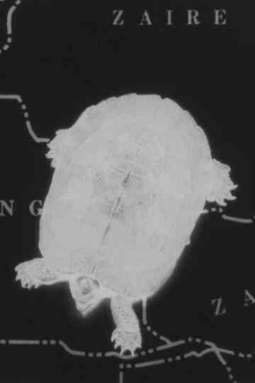 Turtle Dreams Poster