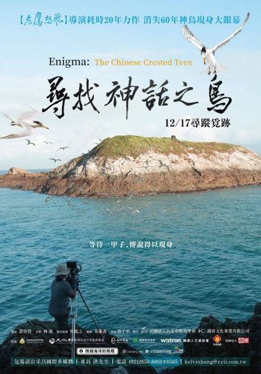 Enigma: The Chinese Crested Tern