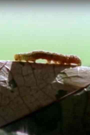 Sound of Steps Poster