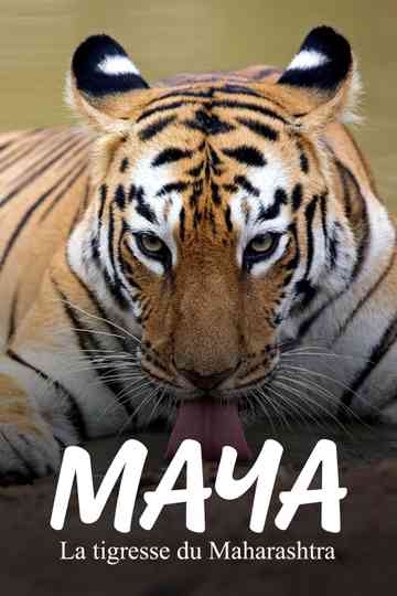 Maya, la tigresse du Maharashtra Poster